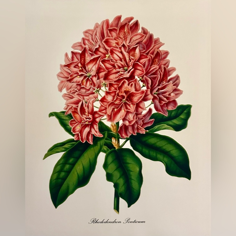Set of Floral Botanical Prints
